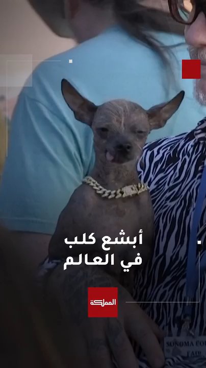 أبشع كلب في العالم 