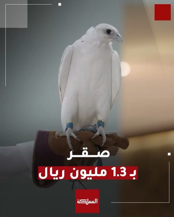 بيع أغلى صقر في المزاد الدولي لمزارع إنتاج الصقور 2026 بالسعودية