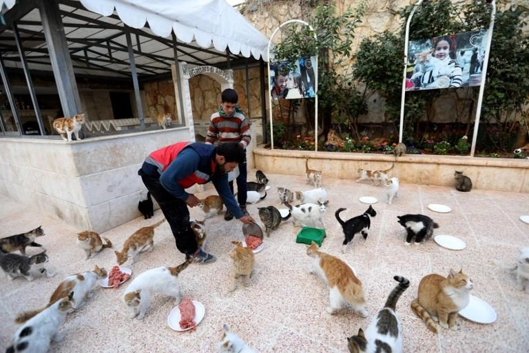 سوري ينشئ محمية للقطط في ريف حلب