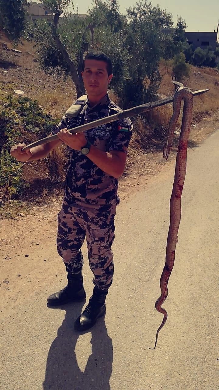 الدفاع المدني يقتل أفعى سامة بمحافظة إربد