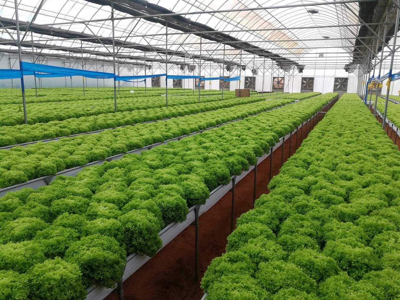 الزراعة المائية توفر المياه وتزيد المحاصيل في الأغوار الشمالية 