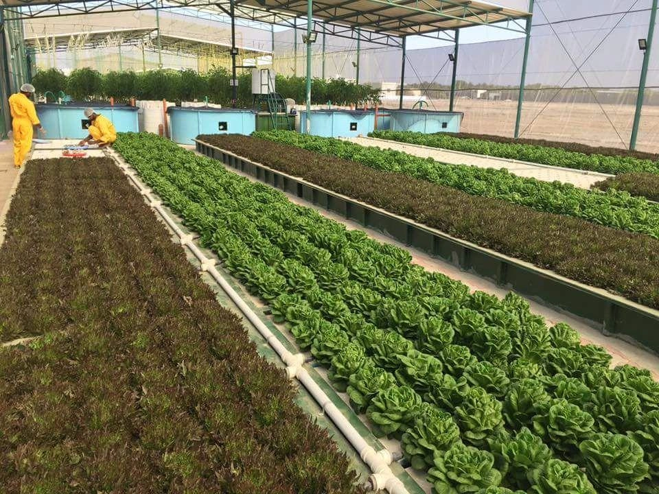 انتشار الزراعة المائية يعزز ترشيد مياه الأردن 