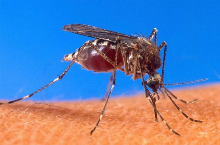 وفاة 3 أشخاص نتيجة فايروس حمى النيل الغربي 