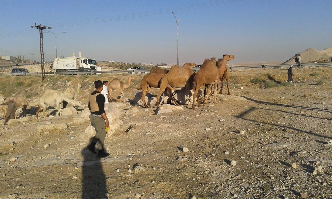 القبض على شخصين سرقا إبلا