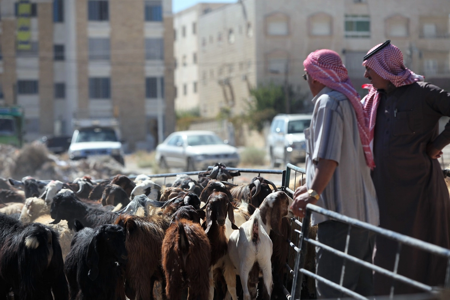 ذبح الأضاحي العشوائي يسبب مكاره صحية 