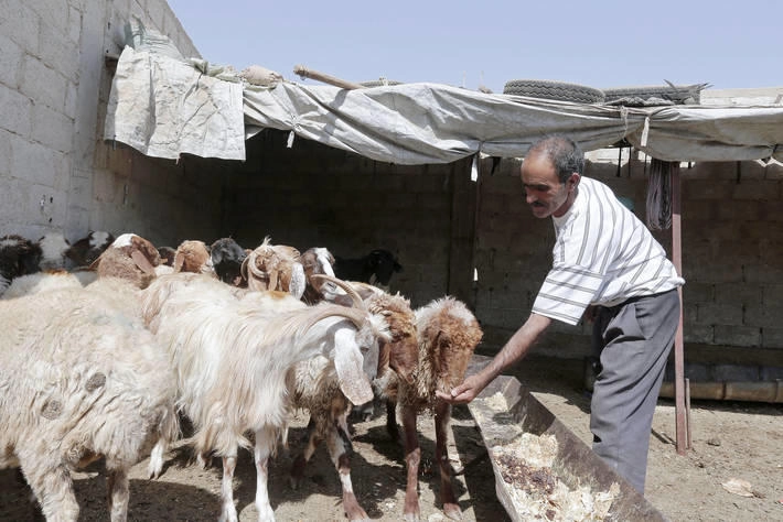 محصول القمح في سوريا الأدنى منذ 30 عاماً