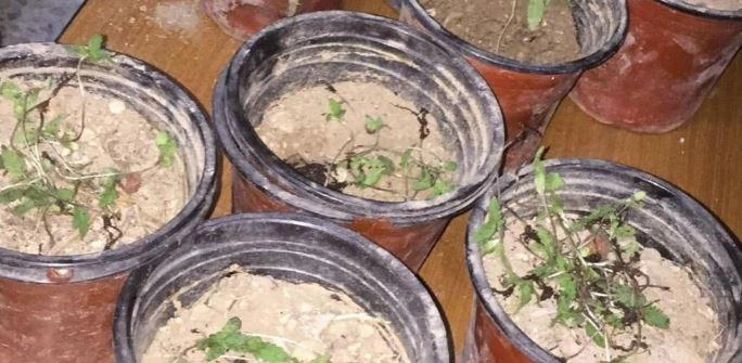 إحباط محاولة تهريب وضبط مواد مخدرة في عدد من المناطق