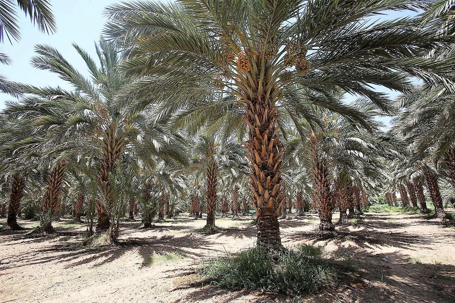 الإعلان عن وحدة خاصة بالنخيل والتمور