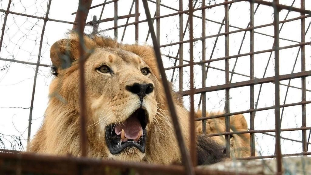 محمية لحيوانات برية هاربة من حروب المنطقة
