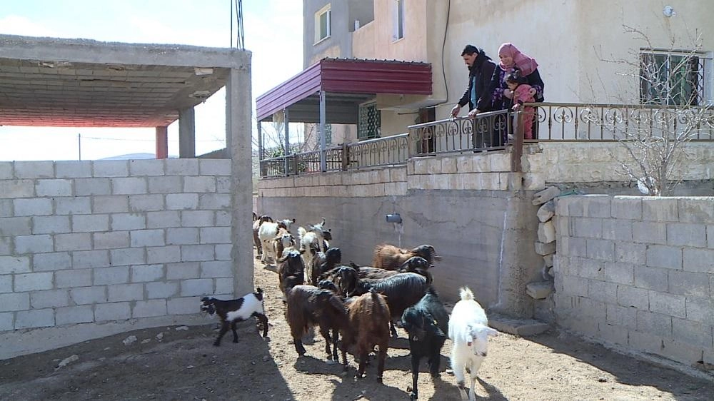 امرأة تواجه ظروفها الاقتصادية بمنحة من وزارة الزراعة