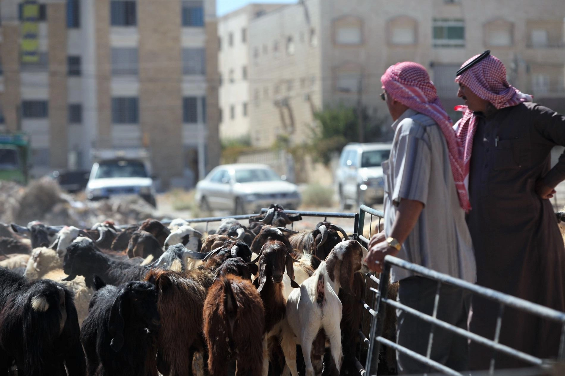 تصدير 73 ألف رأس ماشية إلى دول الخليج
