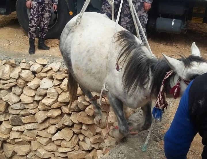إنقاذ حصان سقط في حفرة امتصاصية