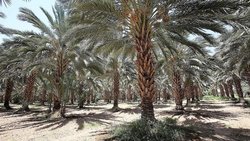 اقتلاع 1800 نخلة لإصابتها بالسوسة الحمراء