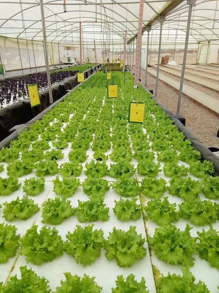الزراعة المائية تحقق أمنا غذائيا لأسر أردنية