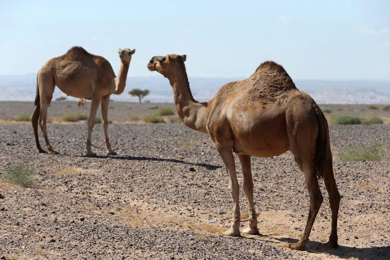 طقس حار وجاف حتى الاثنين