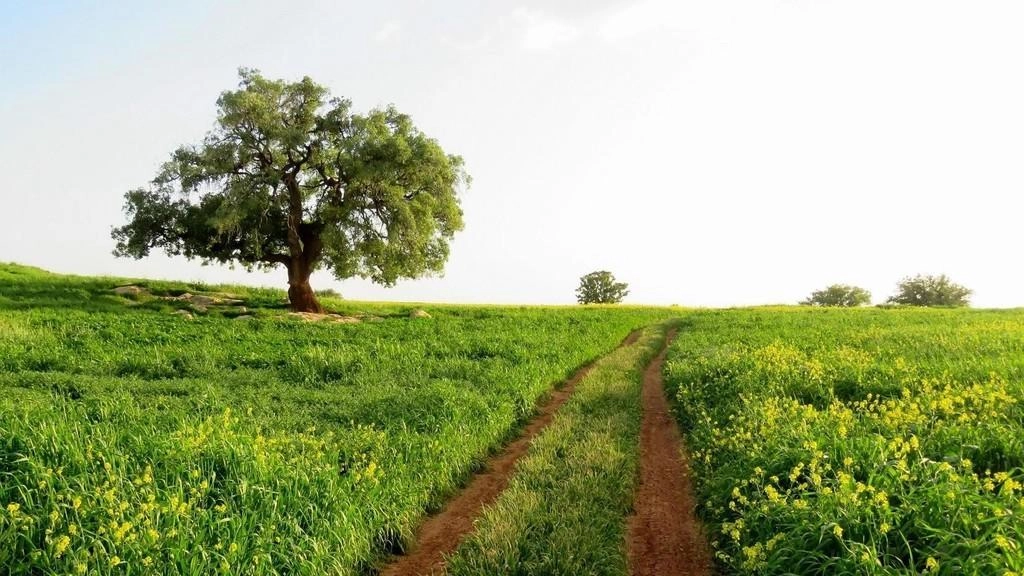 دعوة إلى الإسراع بحصاد المحاصيل تجنباً للحرائق
