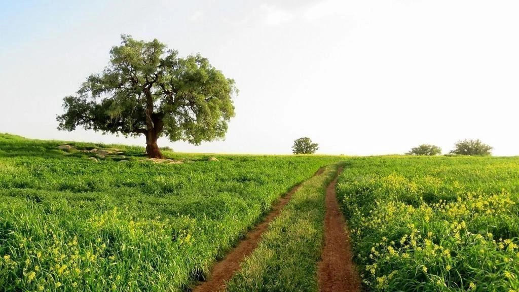 دعوة المزارعين إلى الري التكميلي