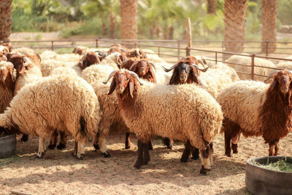 تصدير أكثر من ربع مليون رأس من الخراف
