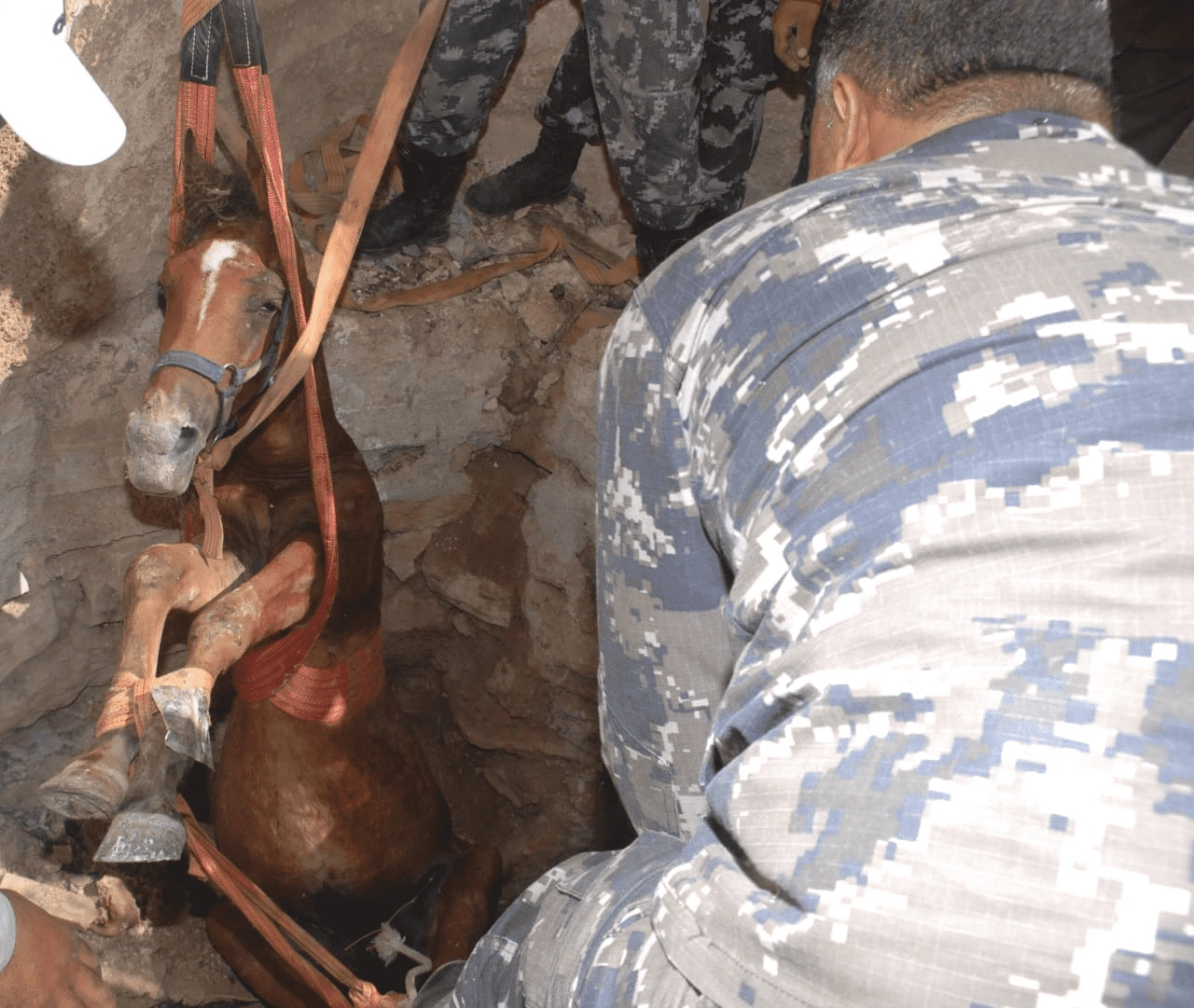 إنقاذ حصان سقط داخل حفرة في إربد