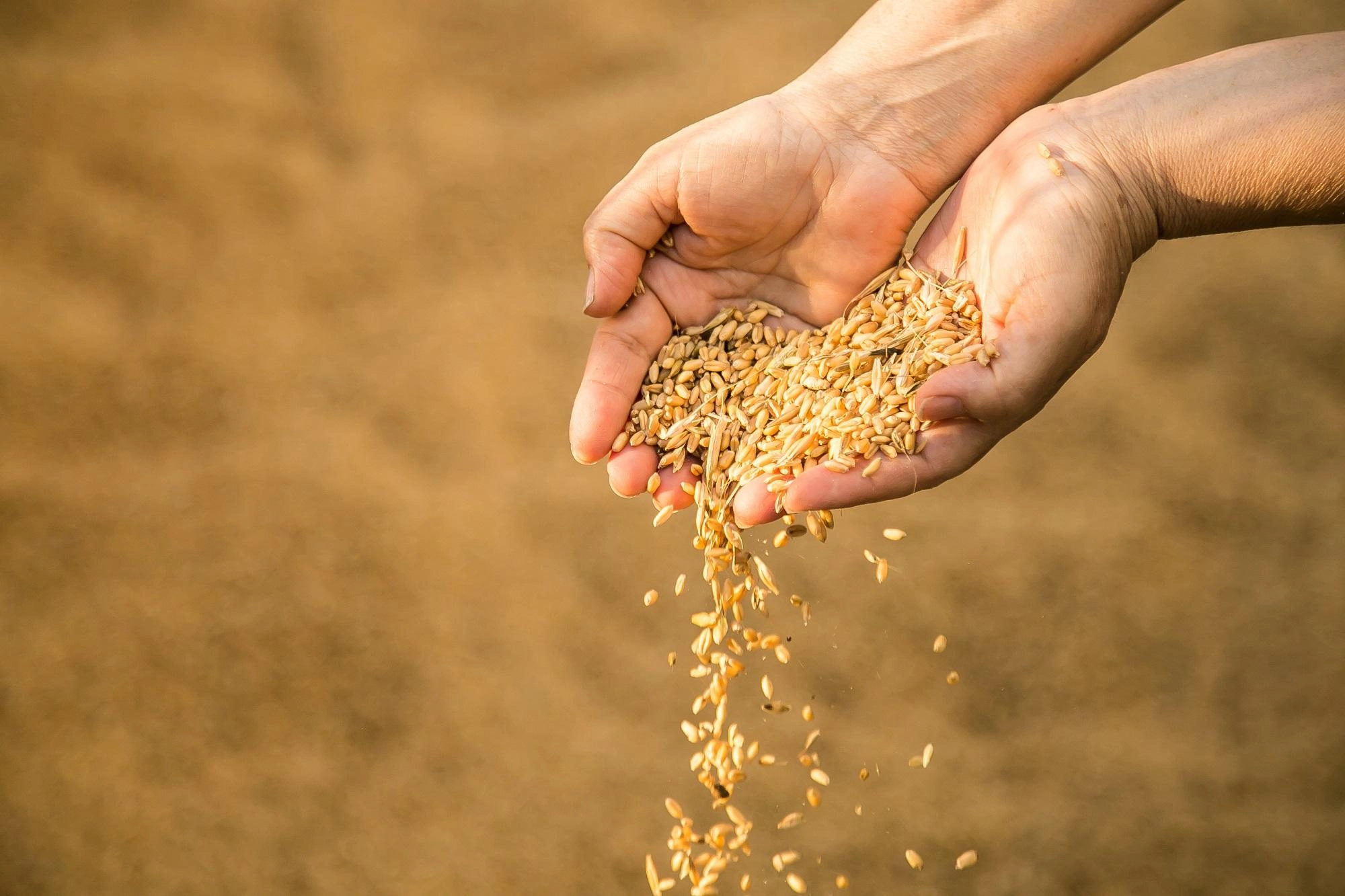 نمو قطاع إنتاج البذور 150% العام الحالي