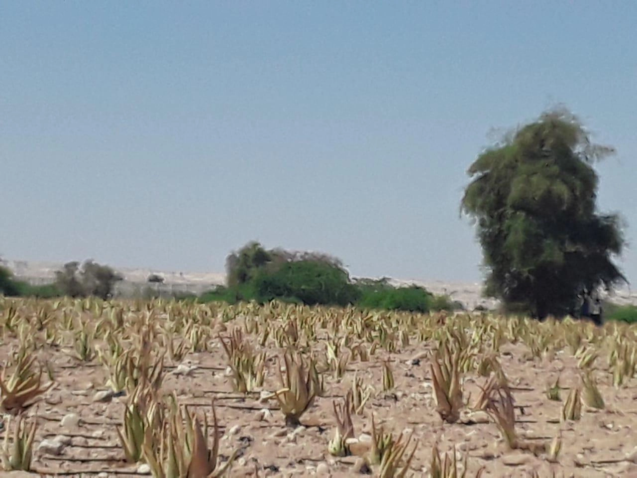 إطلاق مشروع زراعة نبتة الألوفيرا في الأردن