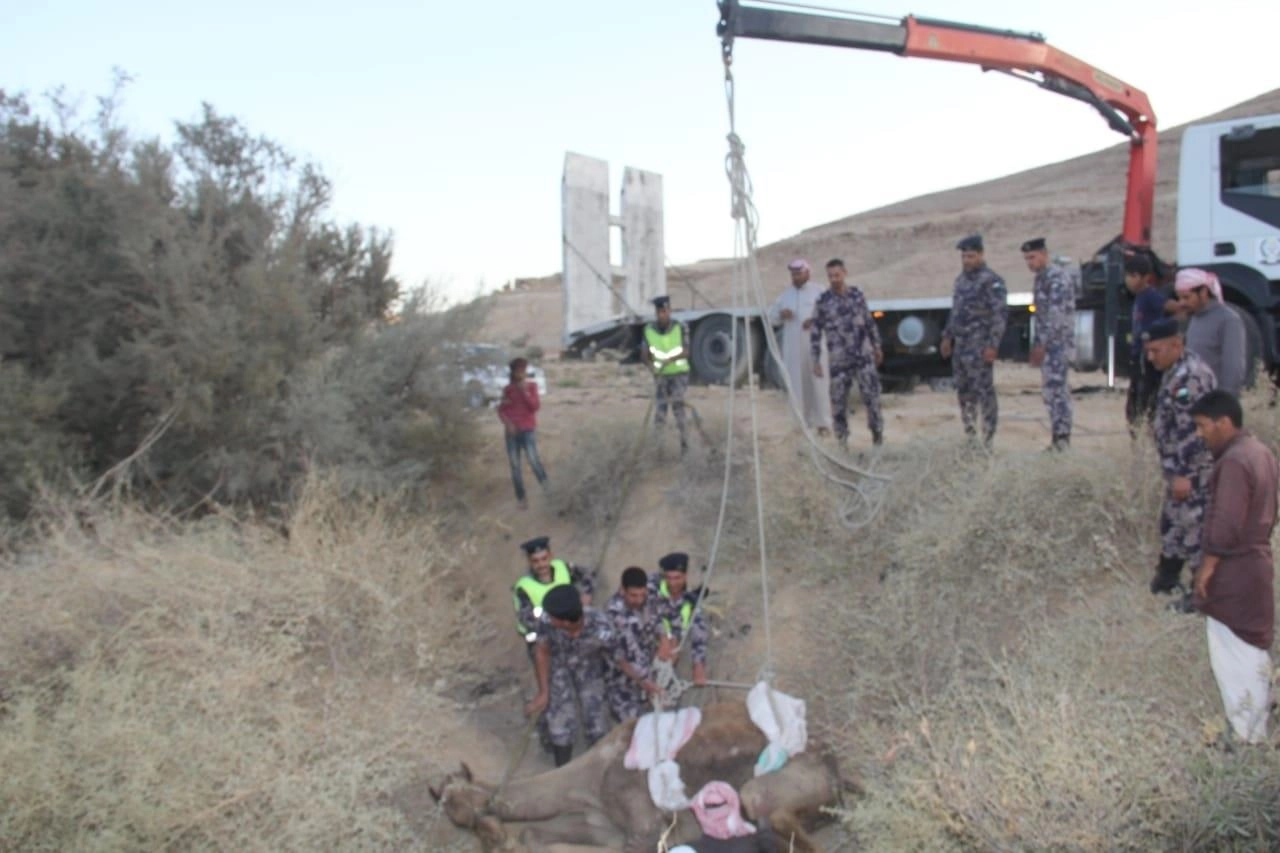 إنقاذ جمل سقط داخل حفرة في الحسا