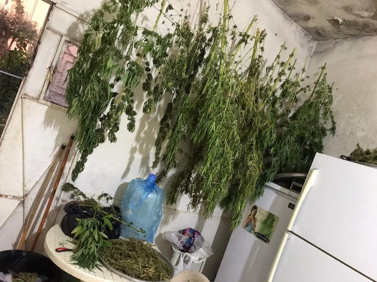 ضبط أشتال ماريجوانا مخدرة مزروعة في منزل