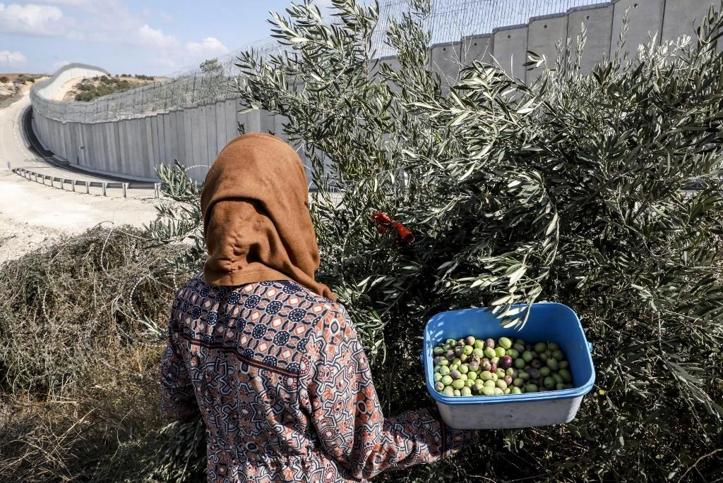 فلسطينيون يعانون لدى قطف الثمار من أراضيهم