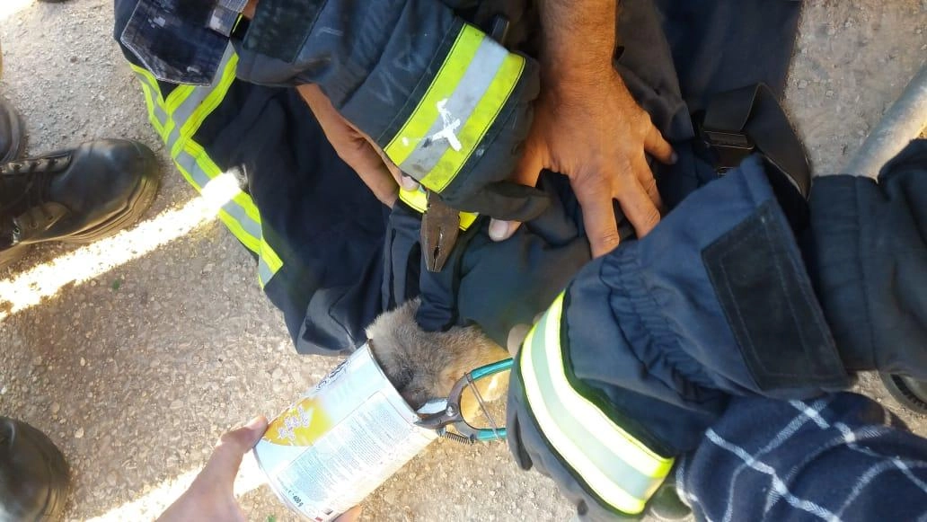 إنقاذ قطة علق رأسها في عُلبة فارغة في عمان