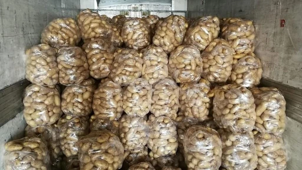 إتلاف 3 أطنان بطاطا غير صالحة في إربد