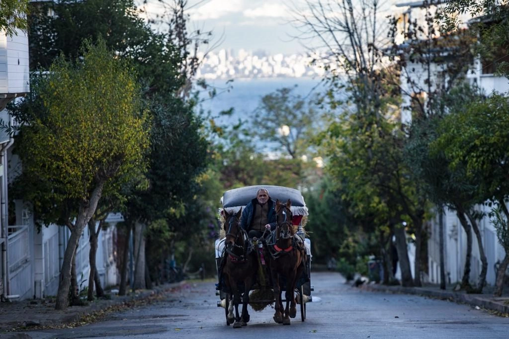 إسطنبول تحظر النزهات بعربات الخيل لضمان رفاه الجياد