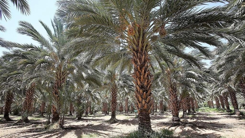 خطة إقراضية تستهدف مزارعين بقيمة 49 مليون دينار