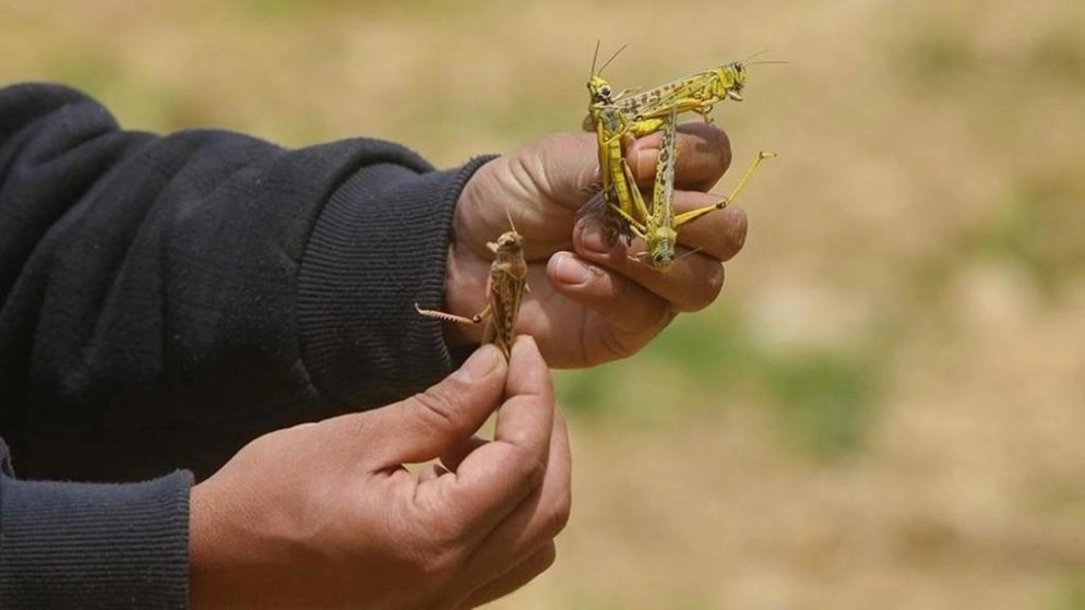 الأردن يخلو من الجراد الصحراوي والخطر ما زال قائما