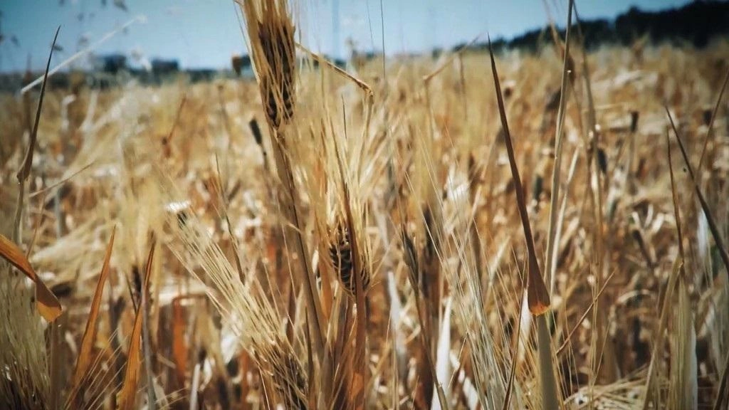 الاحتياطي الاستراتيجي من القمح في مصر يكفي لنحو 3 أشهر