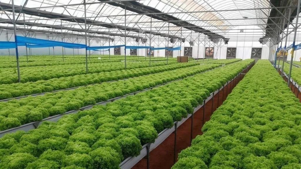 مشروع للبنك الدولي بـ 75 مليون دولار لدعم القطاع الزراعي في الأردن