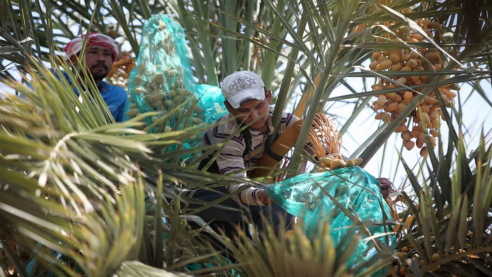 مغادرة العمالة الوافدة "لن يؤثر على القطاع الزراعي"