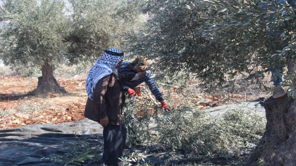 موسم قطاف الزيتون يحمل بهجة وفرصة للترابط للمزارع الفلسطيني