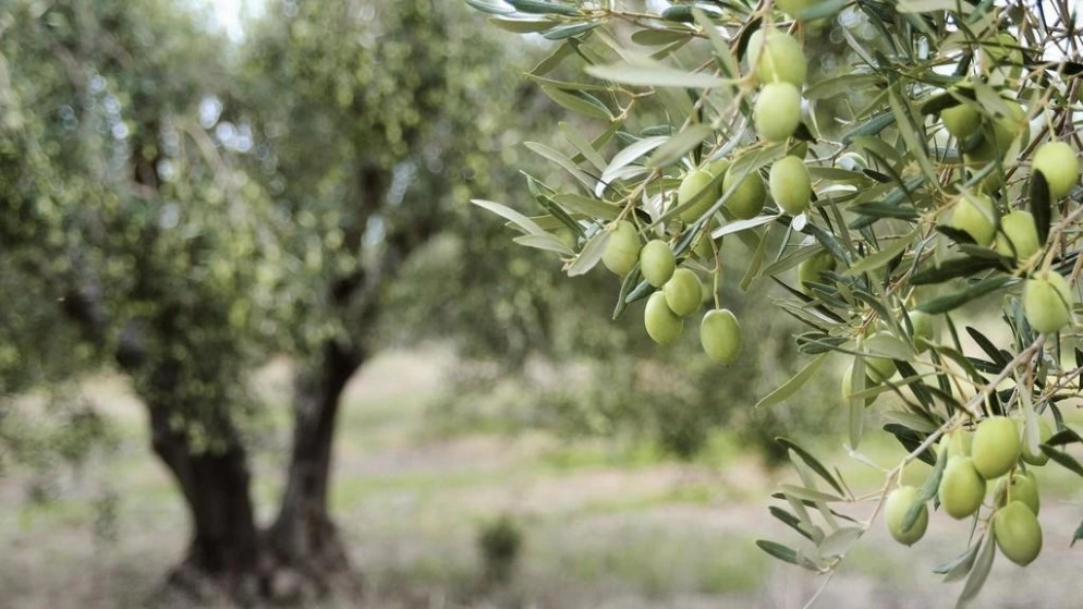 تمديد فترة التسجيل لمهرجان الزيتون إلى الخميس المقبل
