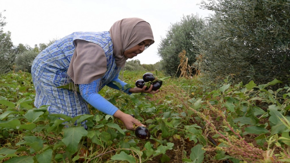 الزراعات البيولوجية والعضوية تشهد ازدهارا في المغرب العربي