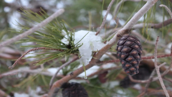 طقس العرب: صباح الخميس المقبل هو صباح أبيض بفعل تراكم الثلوج