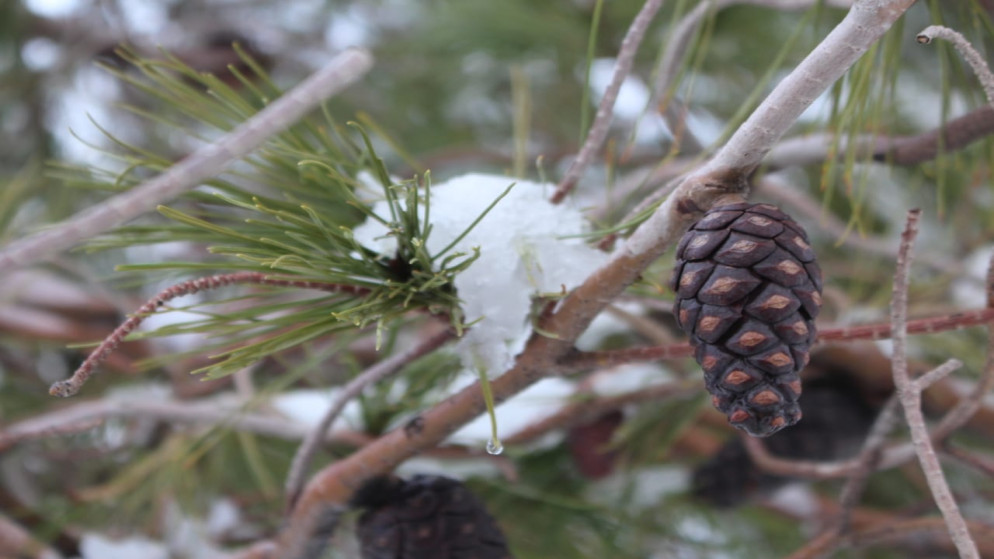 طقس العرب: صباح الخميس المقبل هو صباح أبيض بفعل تراكم الثلوج