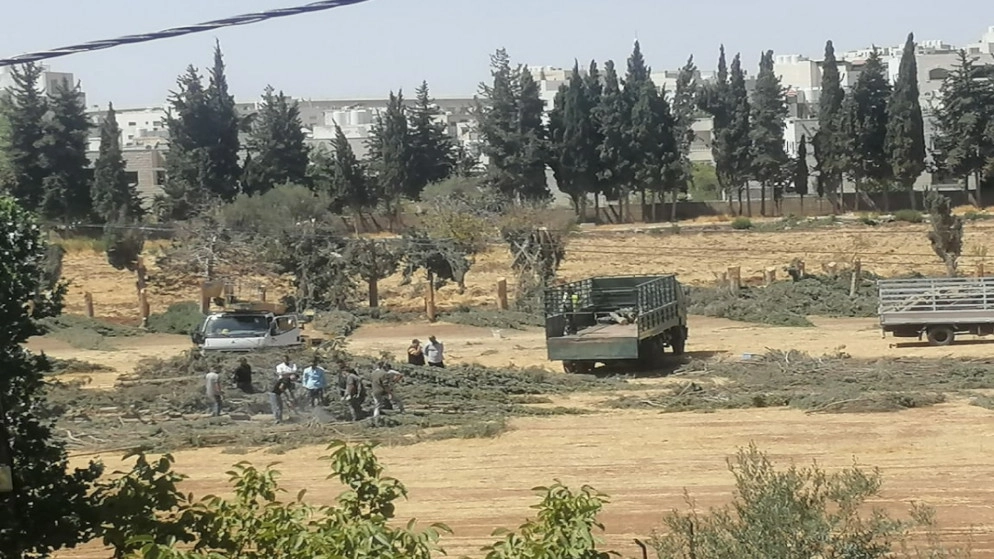 مطالب بوقف مشروع للطاقة الشمسية في عمّان لإزالته عشرات الأشجار وسط وعود بتعويضها