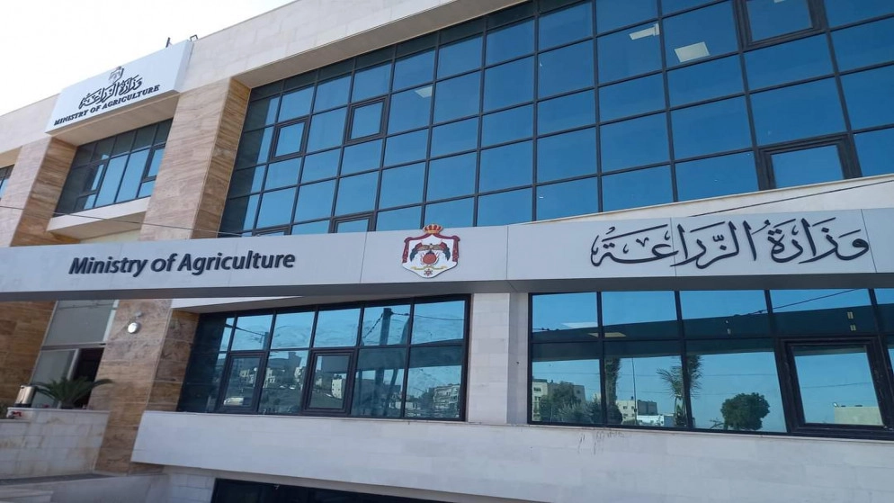 وزارة الزراعة: استئناف تصدير الخراف للأسواق الخليجية