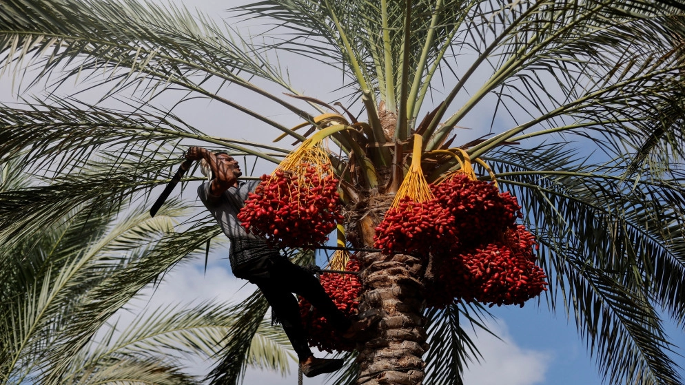 مزارعو التمور في غزة يعانون بعد أن أضر الطقس السيء بالحصاد