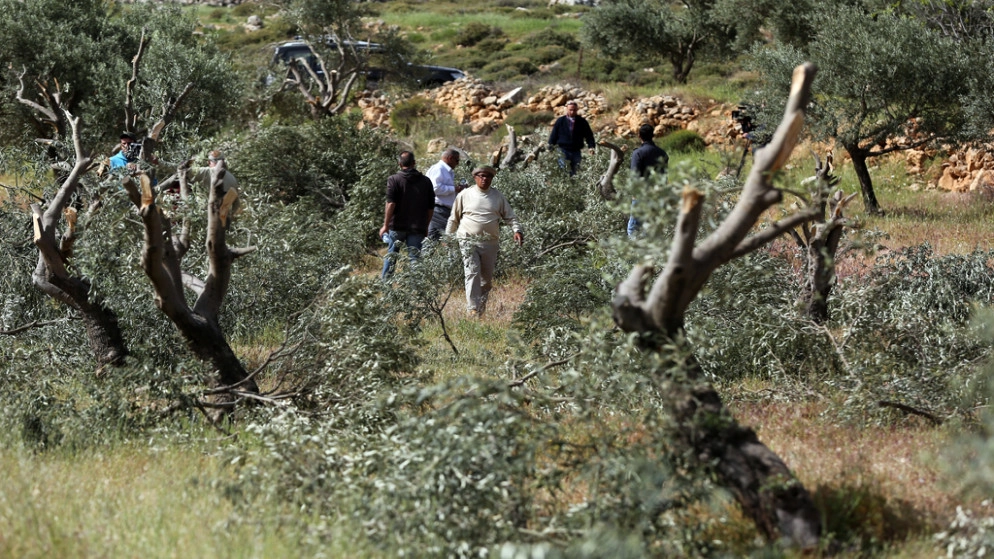 مستوطنون ينفذون 80 اعتداء بحق ممتلكات لفلسطينيين في محيط محافظة نابلس