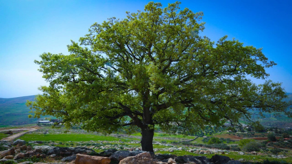أجواء دافئة في أغلب المناطق الجمعة