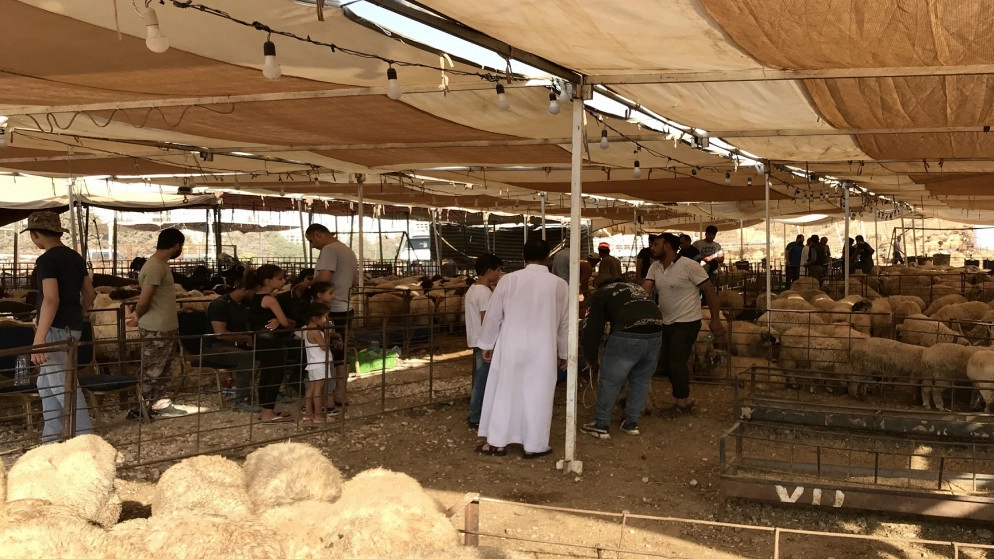 "أمانة عمّان" تحدد أماكن بيع الأضاحي وذبحها