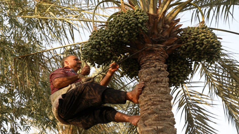 العراق أمام تحدّي الحفاظ على النخيل وتراثه وثروته الاقتصادية