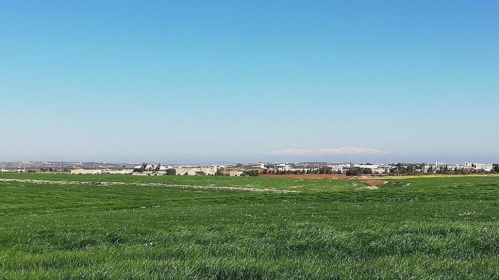 حملة لمكافحة حشرة البق القرمزي في إربد