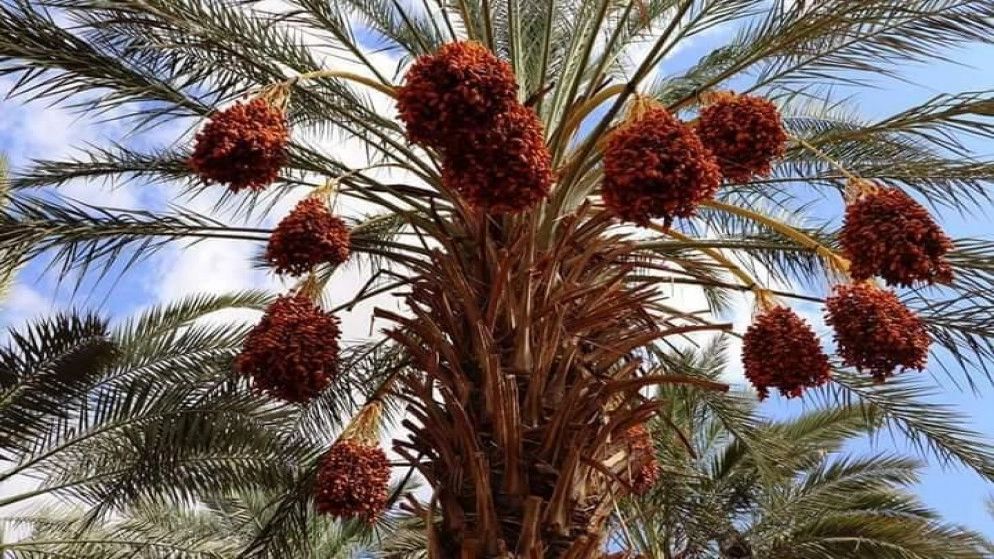 مزارعو التمور في الأغوار الفلسطينية ينتظرون موسما من ذهب